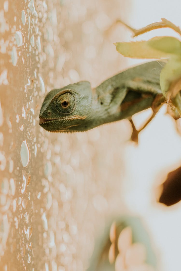 Small Chameleon Head