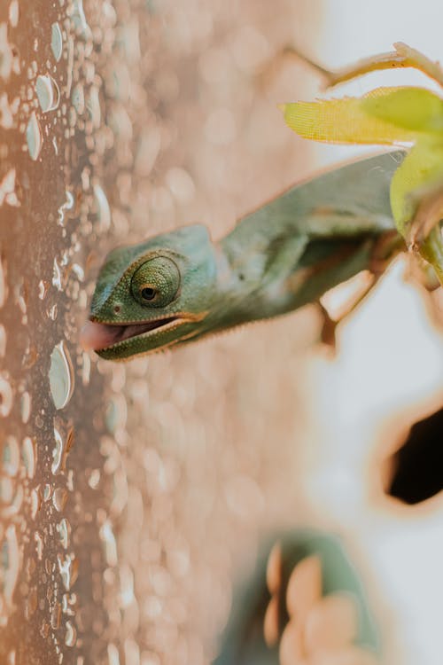 A green lizard is eating from a plant