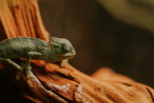 Lizard on Brown Branch