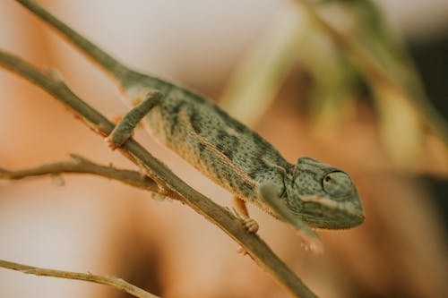 Small Green Chameleon Walking Along a Twig