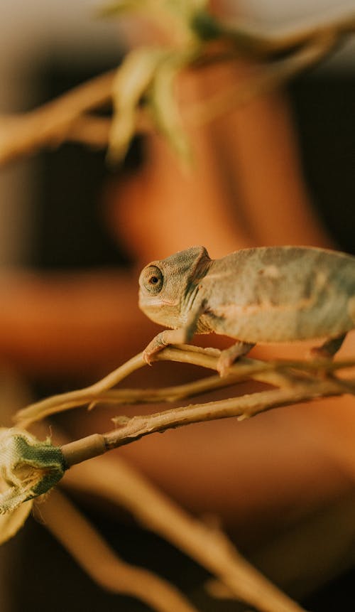 Close-up of a Chameleon Sitting on a Branch 