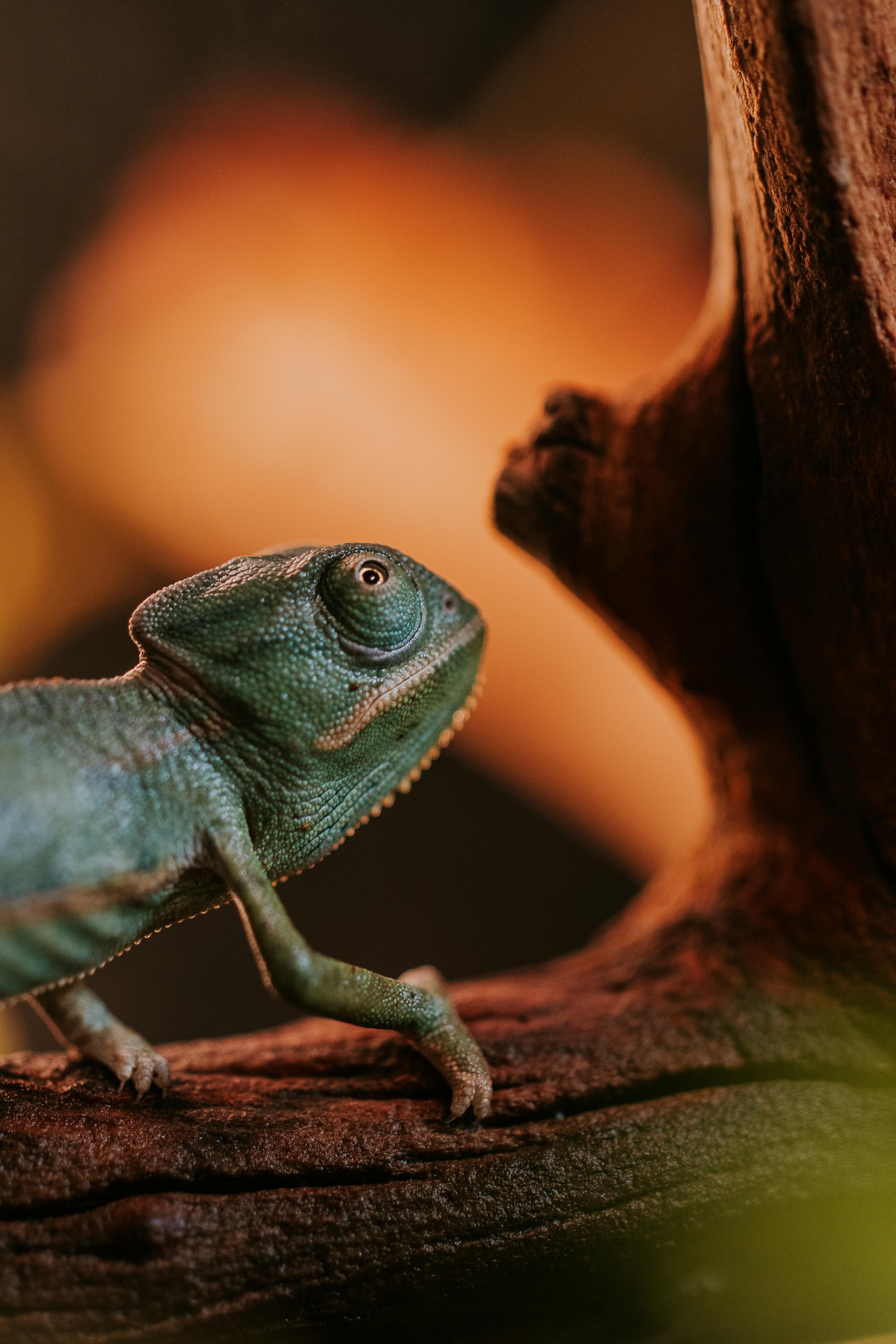Close-up of a green chameleon in its natural habitat on a tree branch.