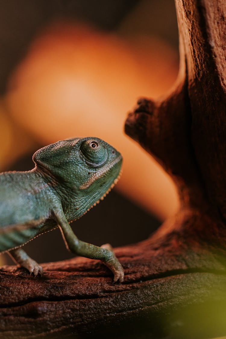 Small Chameleon In Nature