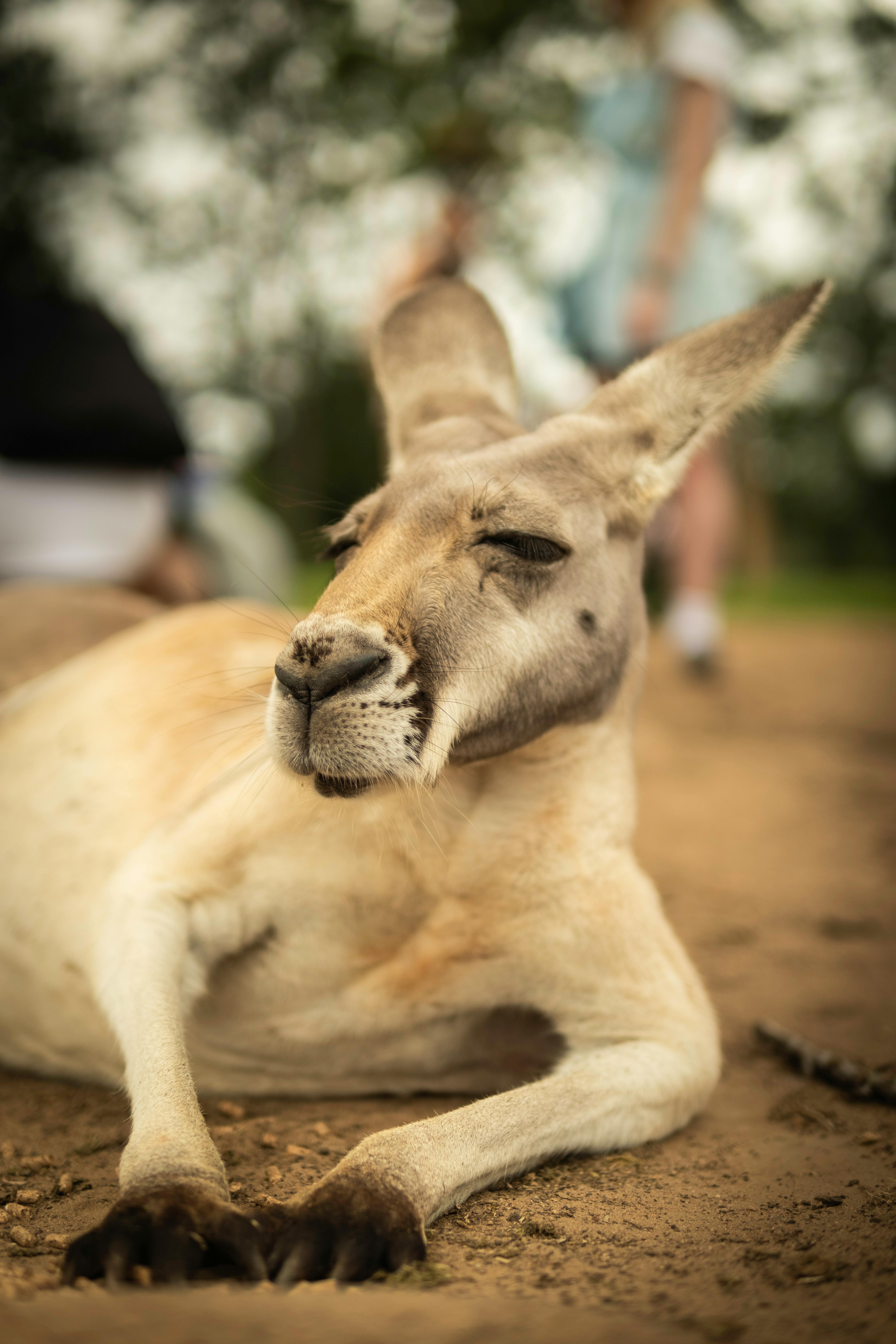 a kangaroo is laying down on the ground