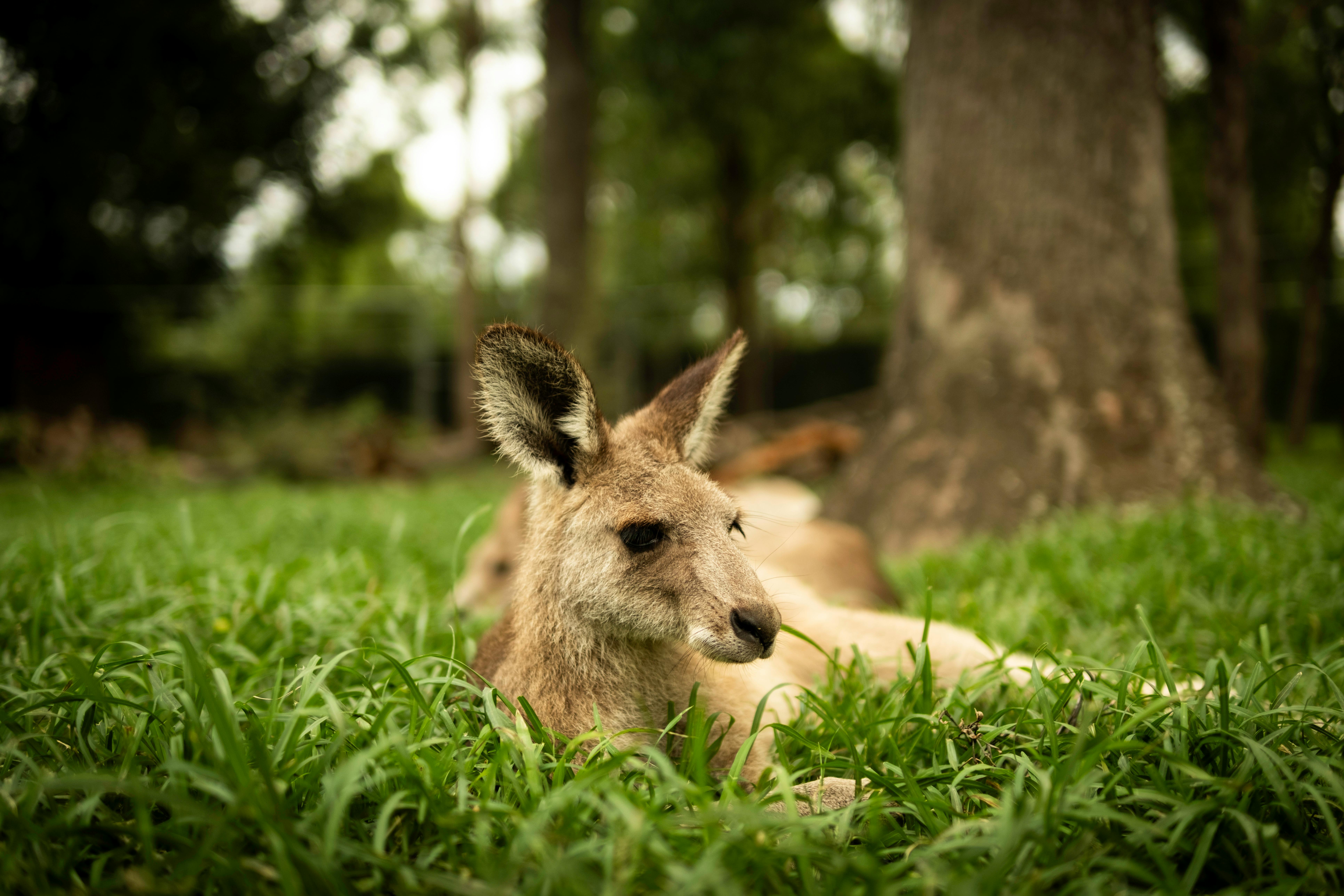 A kangaroo relaxing on the grass in a lush Brisbane setting, showcasing Australian wildlife.