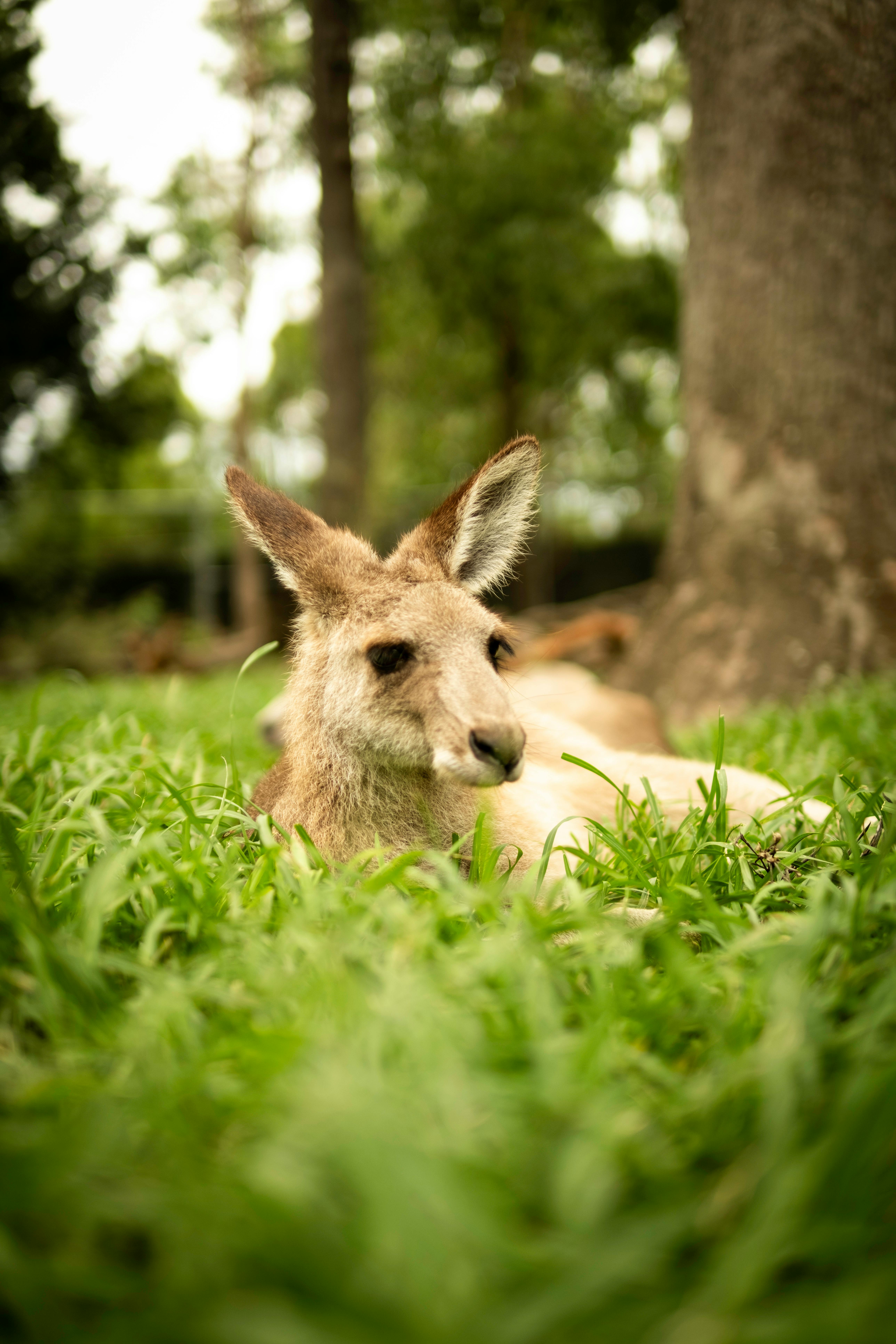 The Stories Behind the Years of Australian Baby Boomer