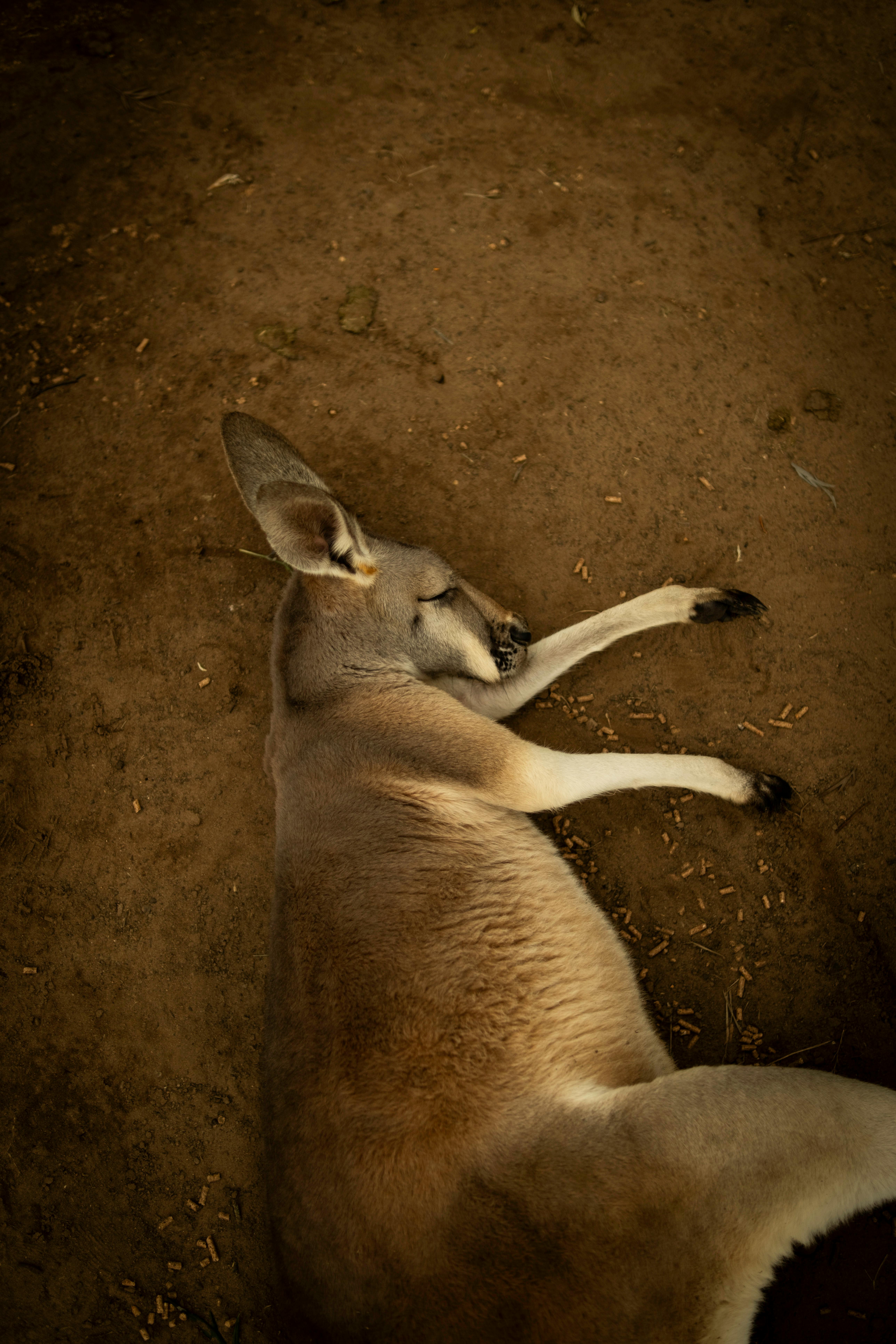 A serene scene of a kangaroo resting on the earthy ground in Australia.