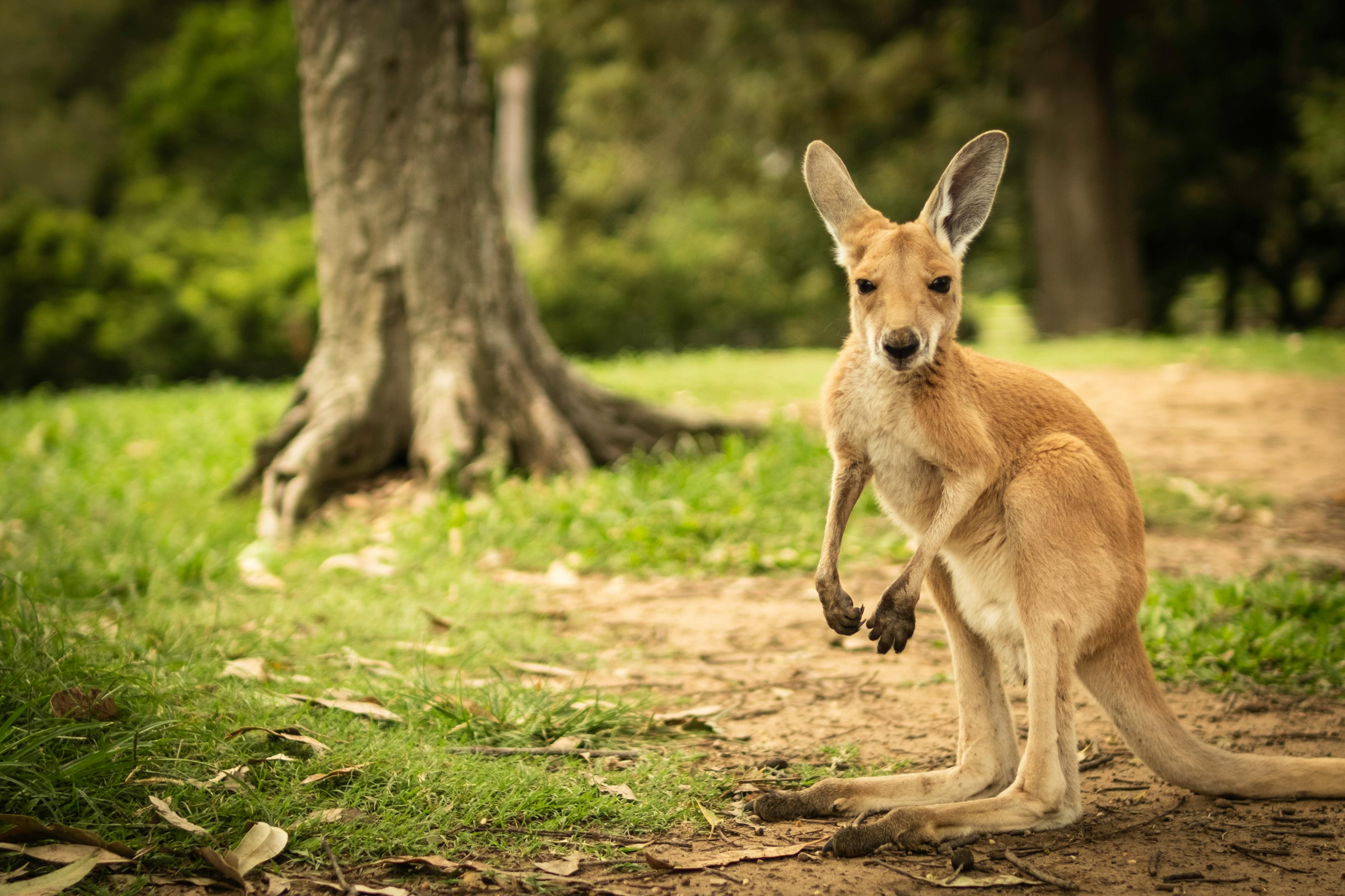 A kangaroo in a natural park setting in Brisbane, Australia.