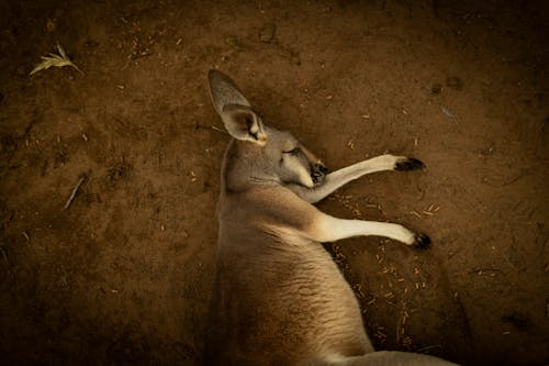 Red Kangaroo Lying on Ground