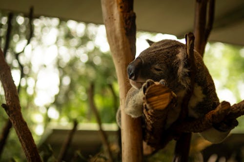 Free Koala Sleeping on Woods in Enclosure Stock Photo
