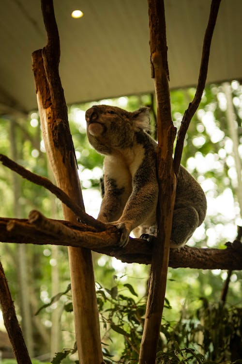 A koala is sitting on a branch in the zoo