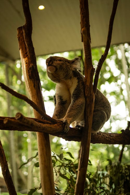 Fotos de stock gratuitas de animal, árbol, arco iris