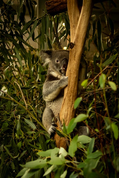 A koala bear is sitting on a tree branch