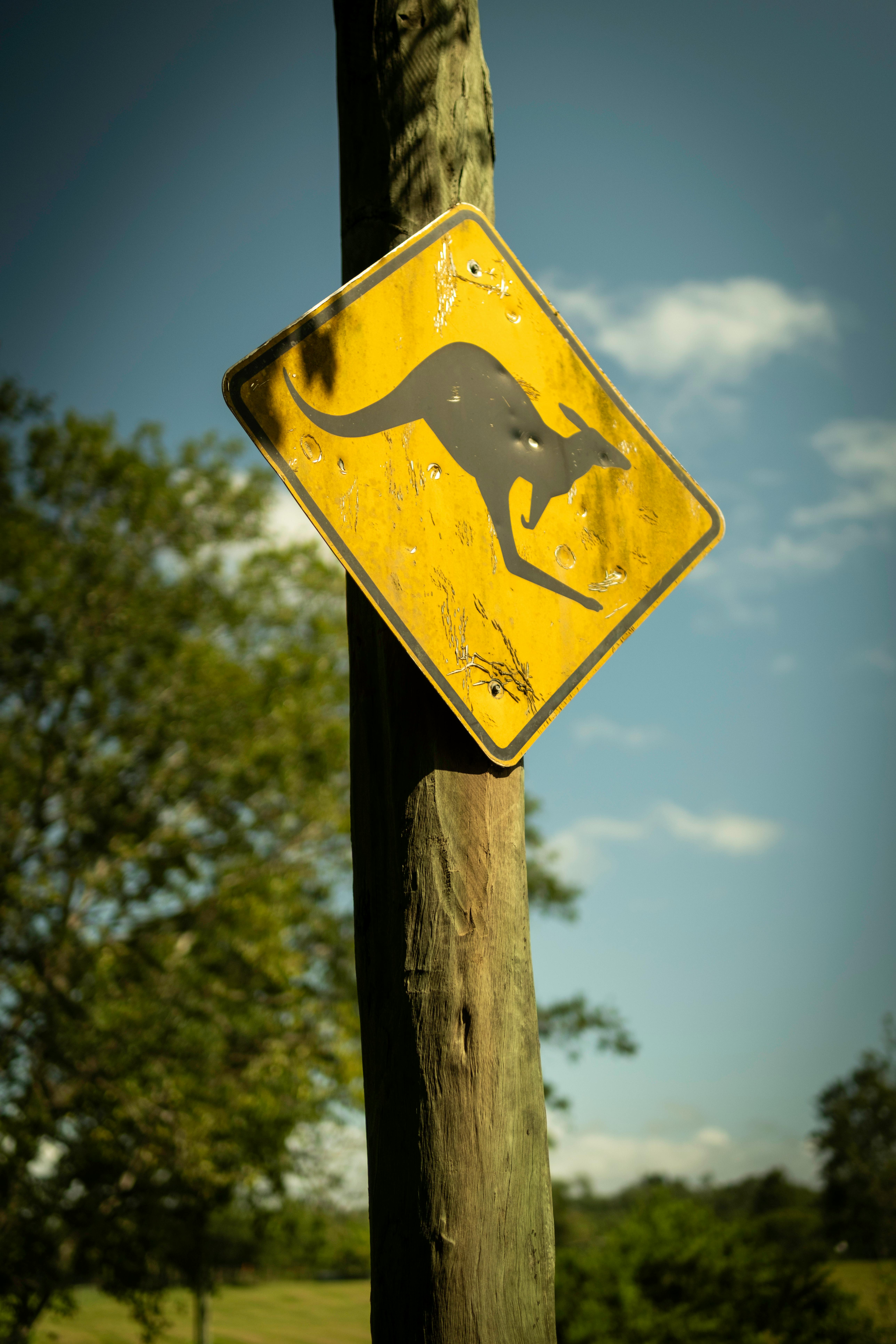 A vibrant yellow kangaroo warning sign on a sunny Australian road.