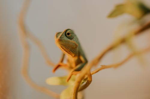 Portrait of a Chameleon Sitting on a Branch