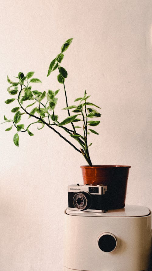Základová fotografie zdarma na téma analogový, fotoaparát, hrnková rostlina