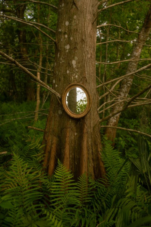 Kostnadsfri bild av fantasi, reflektion, skog