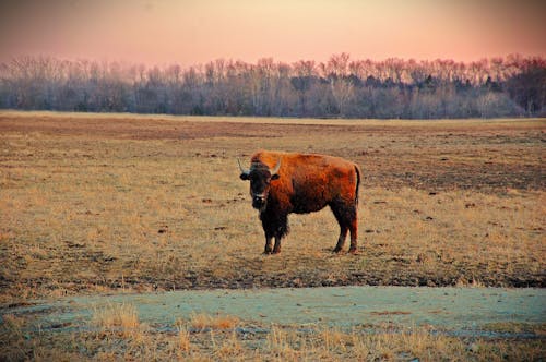 Základová fotografie zdarma na téma africký buvol, american bison, bizon