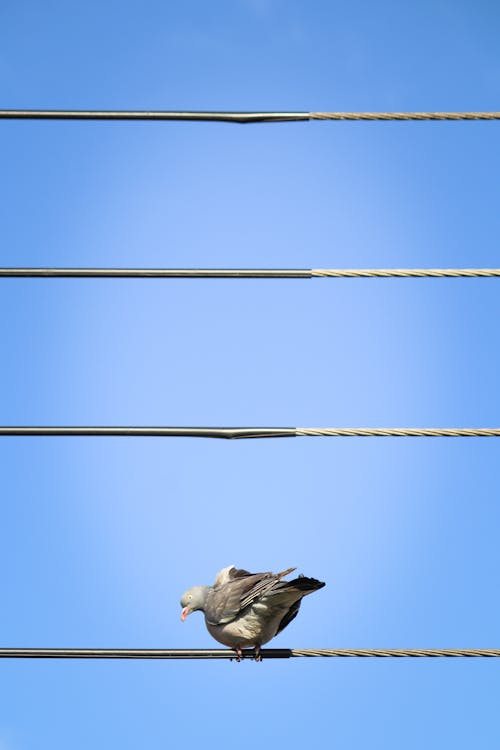 A bird sitting on a wire with blue sky in the background