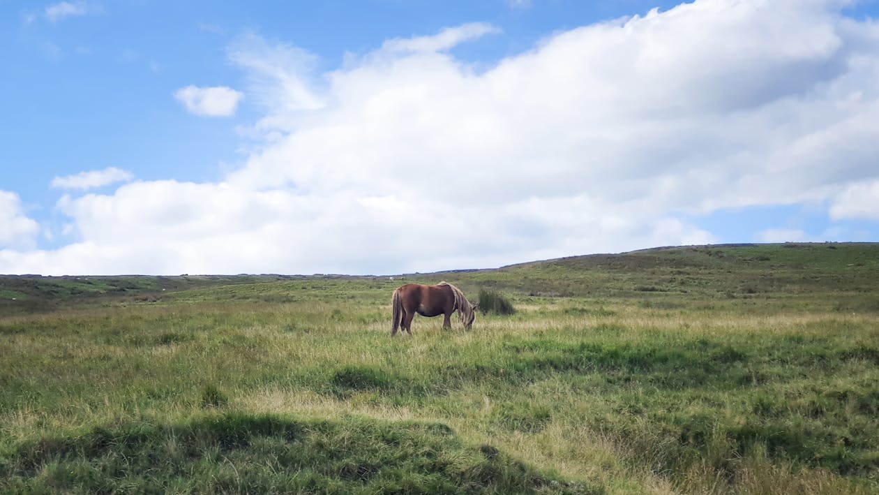 A horse is grazing on a grassy hill