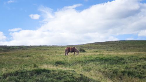 Free A chestnut horse peacefully grazes in a vast, grassy meadow under a bright, blue sky. Stock Photo