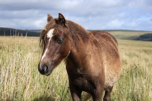 Immagine gratuita di bestiame, cavallo marrone, fotografia di animali