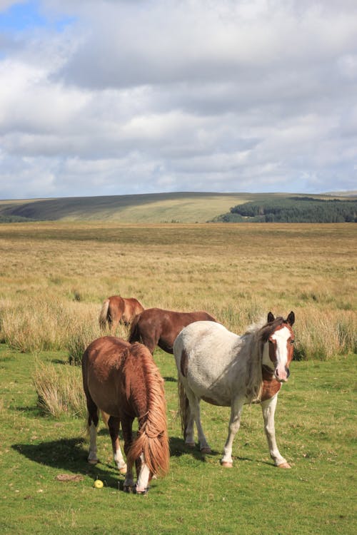 alan, atlar, çayır içeren Ücretsiz stok fotoğraf