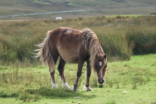 A horse is grazing in a field