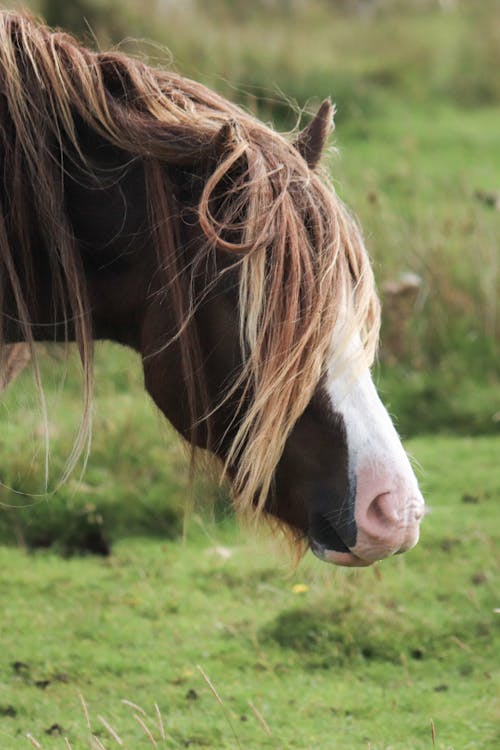 Immagine gratuita di bestiame, cavallo, fotografia di animali