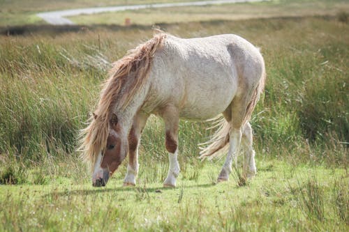 A horse is grazing in a field of grass