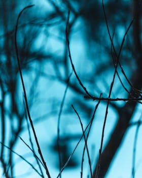 挪威特罗姆斯的冬季树枝艺术轮廓，带有一种凉爽而忧郁的基调