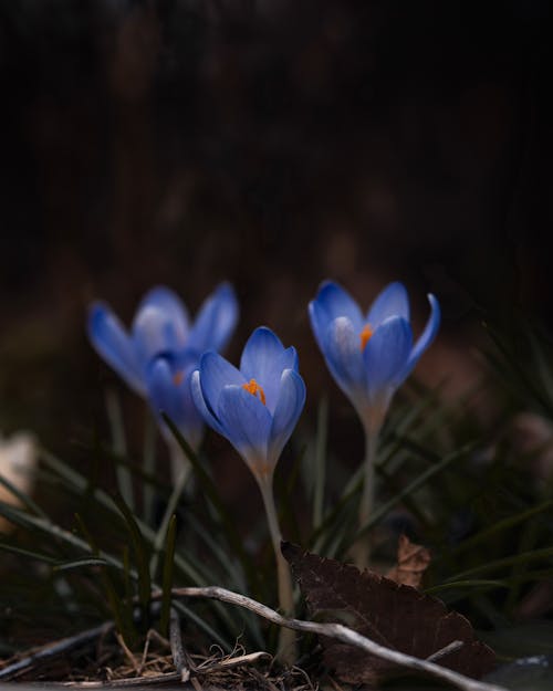 Gratis stockfoto met aarde, blauw, bloemen