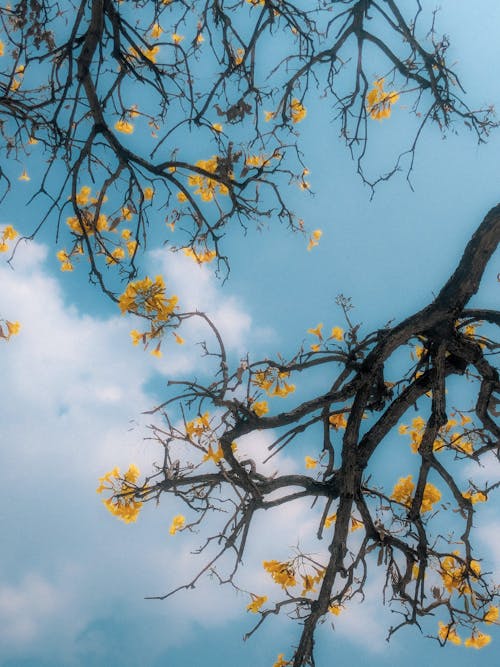 A tree with yellow flowers and blue sky