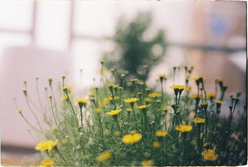 가시잎 가시잎, 노란 꽃, 달 버그 데이지의 무료 스톡 사진