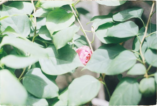 나뭇잎, 녹색, 분홍색의 무료 스톡 사진