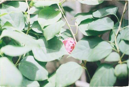 Kostnadsfri bild av blomma, grön, löv