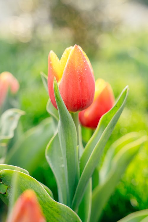 Kostnadsfri bild av äng, blomma, lantlig