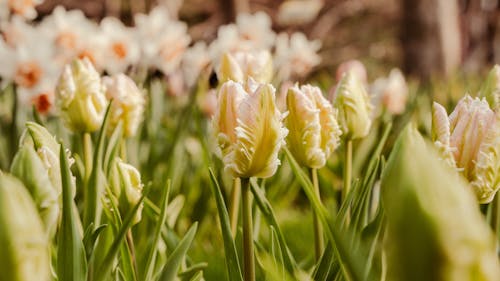A close up of some white and yellow tulips