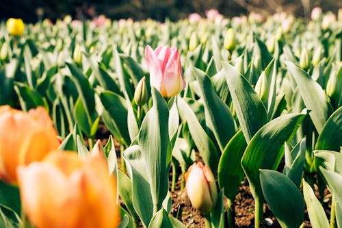 Gratis arkivbilde med åker, anlegg, blomster