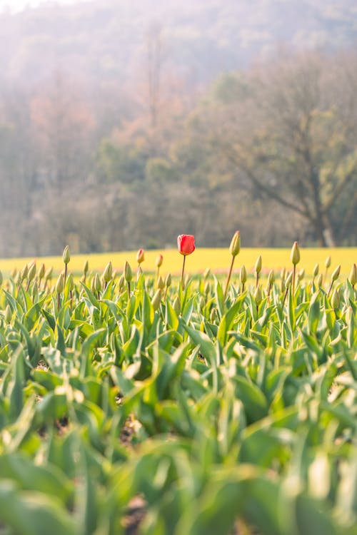 A lone red tulip in a field of green