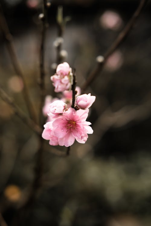 ピンクの花, 垂直ショット, 小枝の無料の写真素材