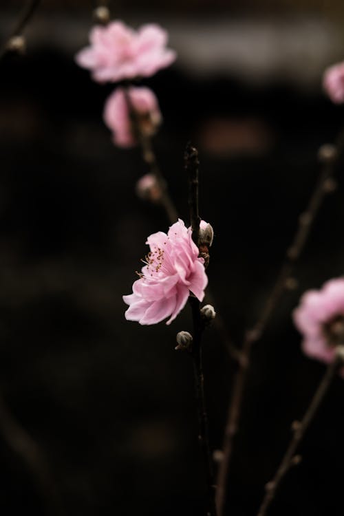 คลังภาพถ่ายฟรี ของ กลีบดอก, ชนบท, ดอกไม้
