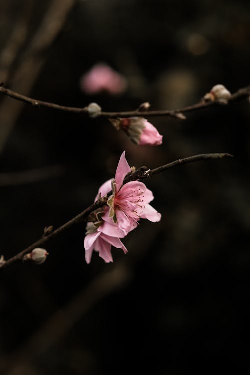 Peach Blossom