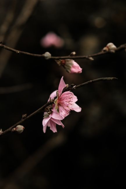 Fotomural Delicadas flores rosadas de cerezo florecen en una rama, señalando la primavera en Bắc Giang, Vietnam.