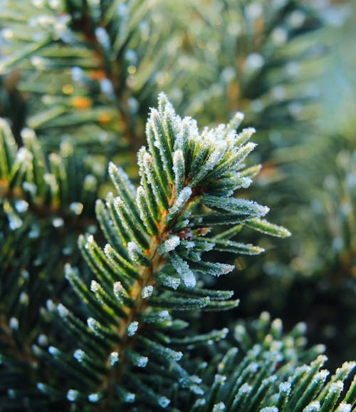 A close up of a pine tree with frost on it