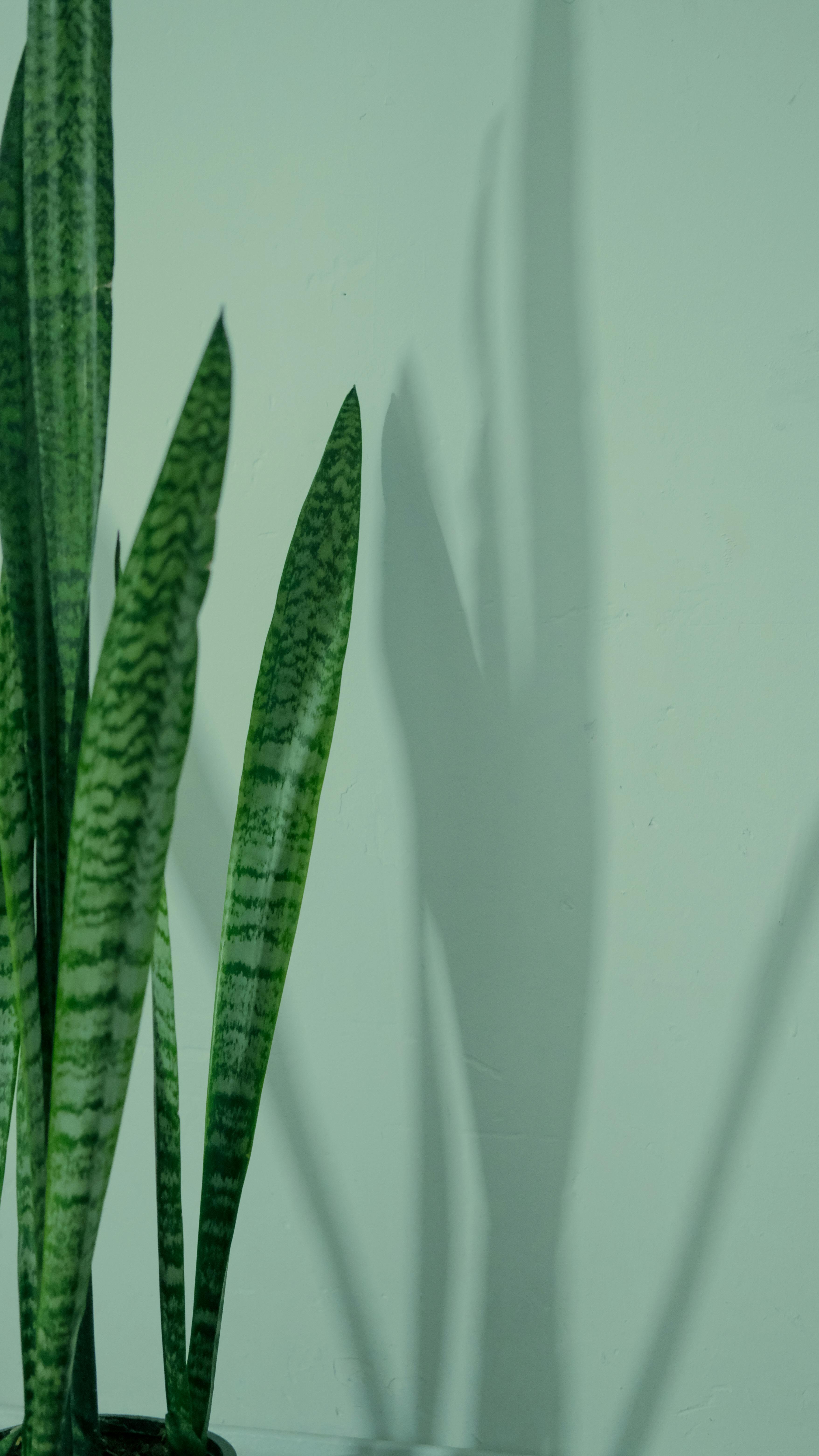 healthy snake plant leaf