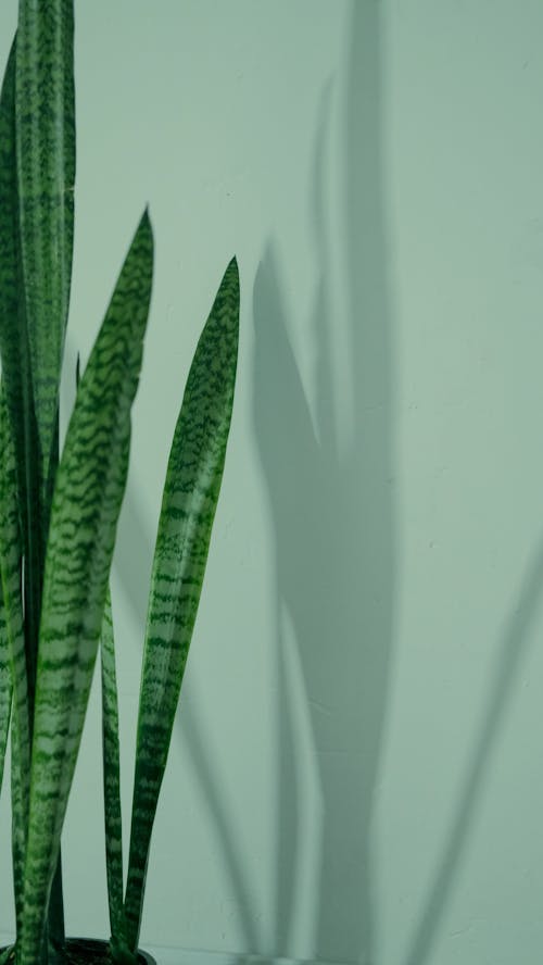 A snake plant with long shadows on a white wall