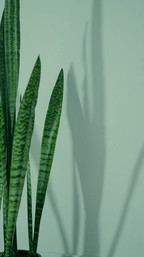 Free Plants Leaves and Its Shadow Stock Photo