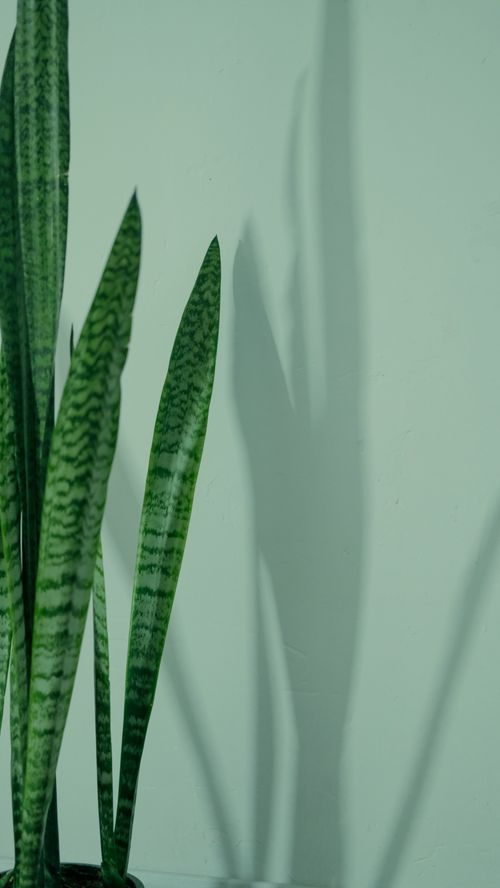 Free Vertical shot of a snake plant casting shadows on a green wall, offering a serene, minimalist look. Stock Photo