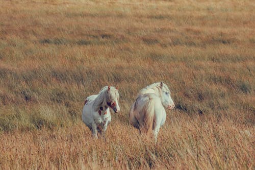 Two horses are walking through a field of tall grass